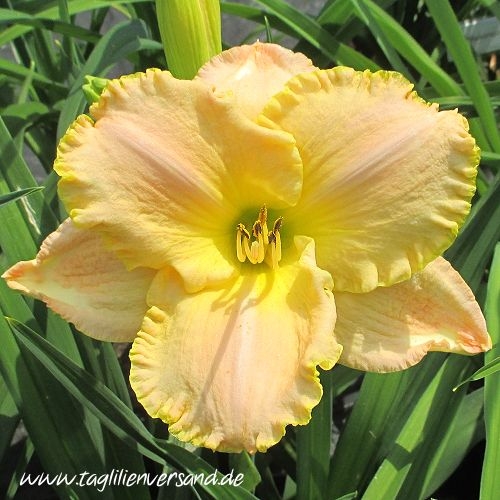 Foto der Tagliliensorte Moonlit Caress